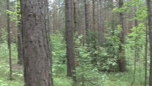 Handsome teenie dude is caught and tied up to a tree before horny master lashes out his bdsm fury. 